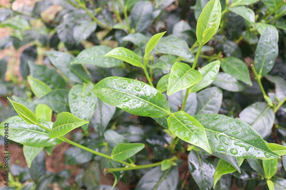 green colored healthy tea leaf on tree in firm