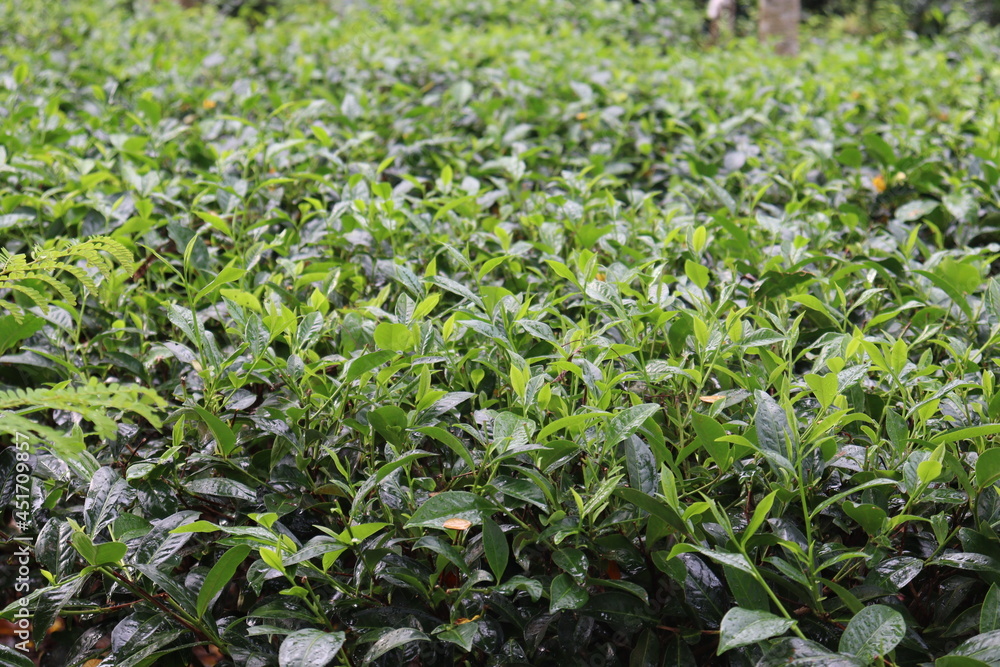 green colored healthy tea leaf on tree in firm green colored healthy tea leaf on tree in firm