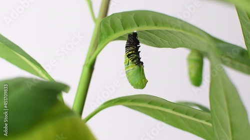 Endangered Monarch butterfly caterpillar forming chrysalis. Pupating caterpillar