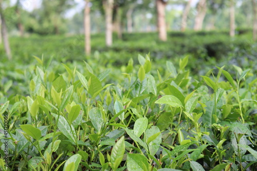 green colored healthy tea leaf on tree in firm