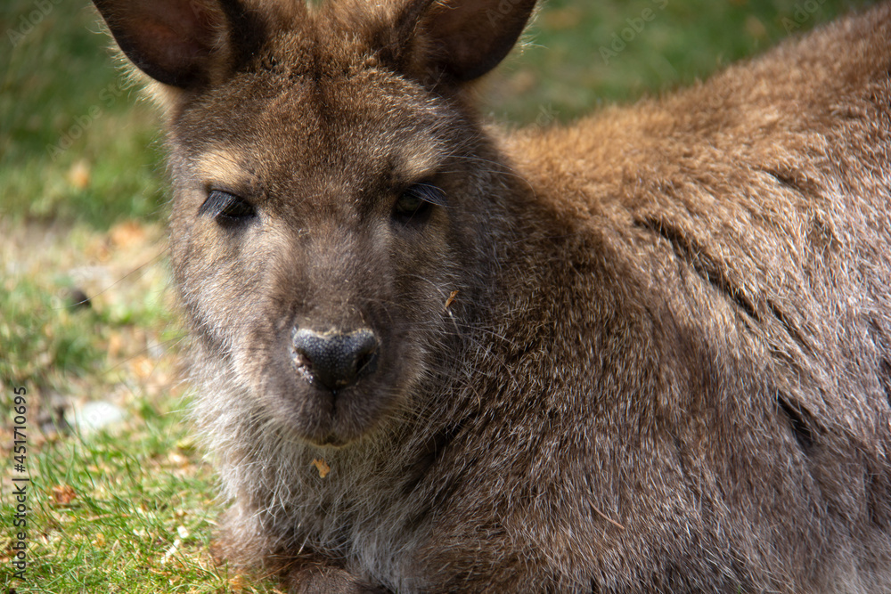 Face to face with a wallaby laying on the grass Face to face with a wallaby laying on the grass