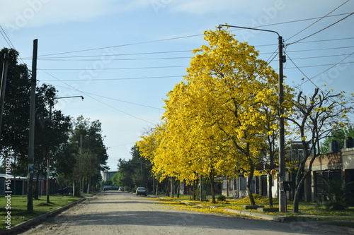 lapacho
