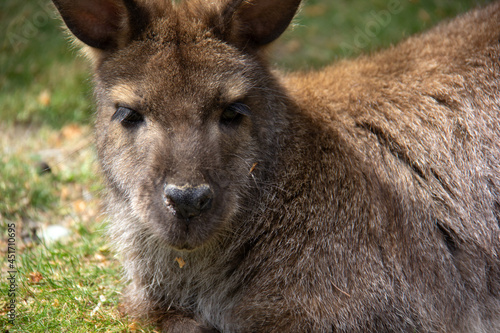 Face to face with a wallaby laying on the grass photo