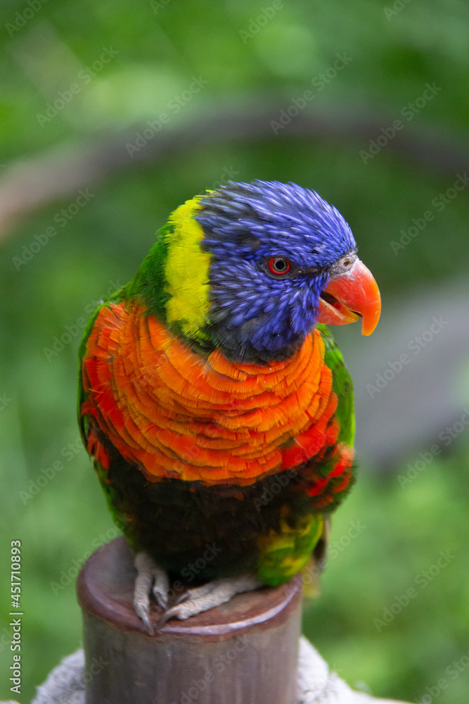 Rainbow lorikeet parrots standing on a stick of wood with a green background