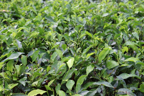 green colored healthy tea leaf on tree in firm © CMYK MAKER