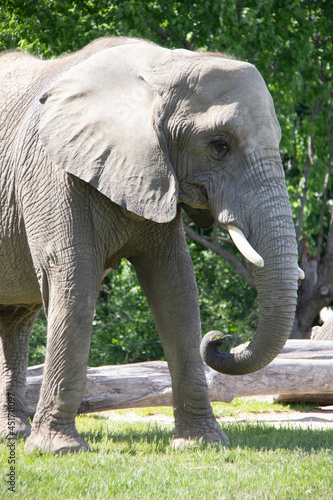 Grey elephant walking in a zoo