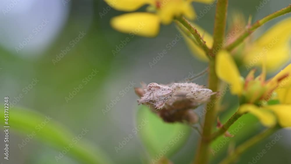 Praying Mantis, Ceratomantis saussurii, Thailand, seen perched sideways on the stem of a plant with yellow flowers while moving with the wind then shakes its body as it preens its antennae.