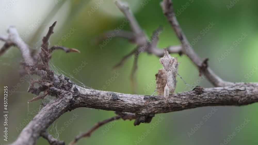Praying Mantis, Ceratomantis saussurii, Thailand, standing on a twig as it looks straight towards the macro lens while shaking and swaying its body. Praying Mantis, Ceratomantis saussurii, Thailand, standing on a twig as it looks straight towards the macro lens while shaking and swaying its body.