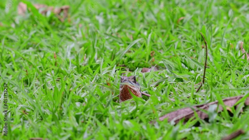 Eyed Butterfly Lizard, Leiolepis ocellata, Huai Kha Kaeng Wildlife Sanctuary, Thailand; a zoom out of this Lizard while it was sticking its head out of its burrow in between green grass. Eyed Butterfly Lizard, Leiolepis ocellata, Huai Kha Kaeng Wildlife Sanctuary, Thailand; a zoom out of this Lizard while it was sticking its head out of its burrow in between green grass.