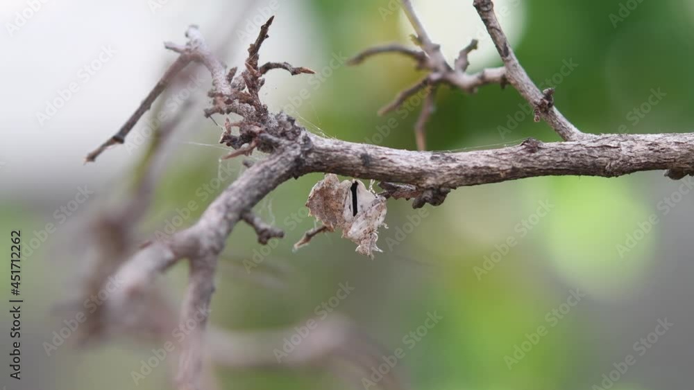 Praying Mantis, Ceratomantis saussurii, Thailand, hanging upside down under a thick twig while shaking and preening its forelegs and antennae, lovely forest green bokeh at the background. Praying Mantis, Ceratomantis saussurii, Thailand, hanging upside down under a thick twig while shaking and preening its forelegs and antennae, lovely forest green bokeh at the background.