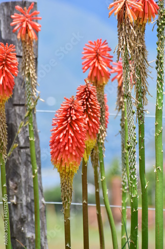 Flor de cohete