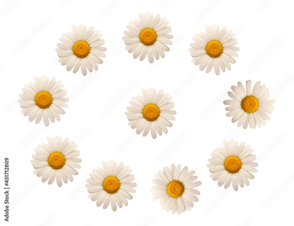 White apothecary daisies, flower heads isolated on a white background