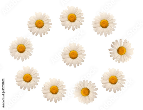 White apothecary daisies, flower heads isolated on a white background © zinovskaya