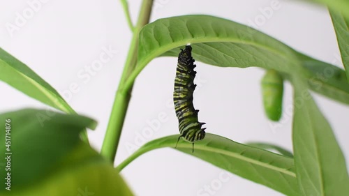 Endangered Monarch butterfly caterpillar forming chrysalis. Pupating caterpillar photo