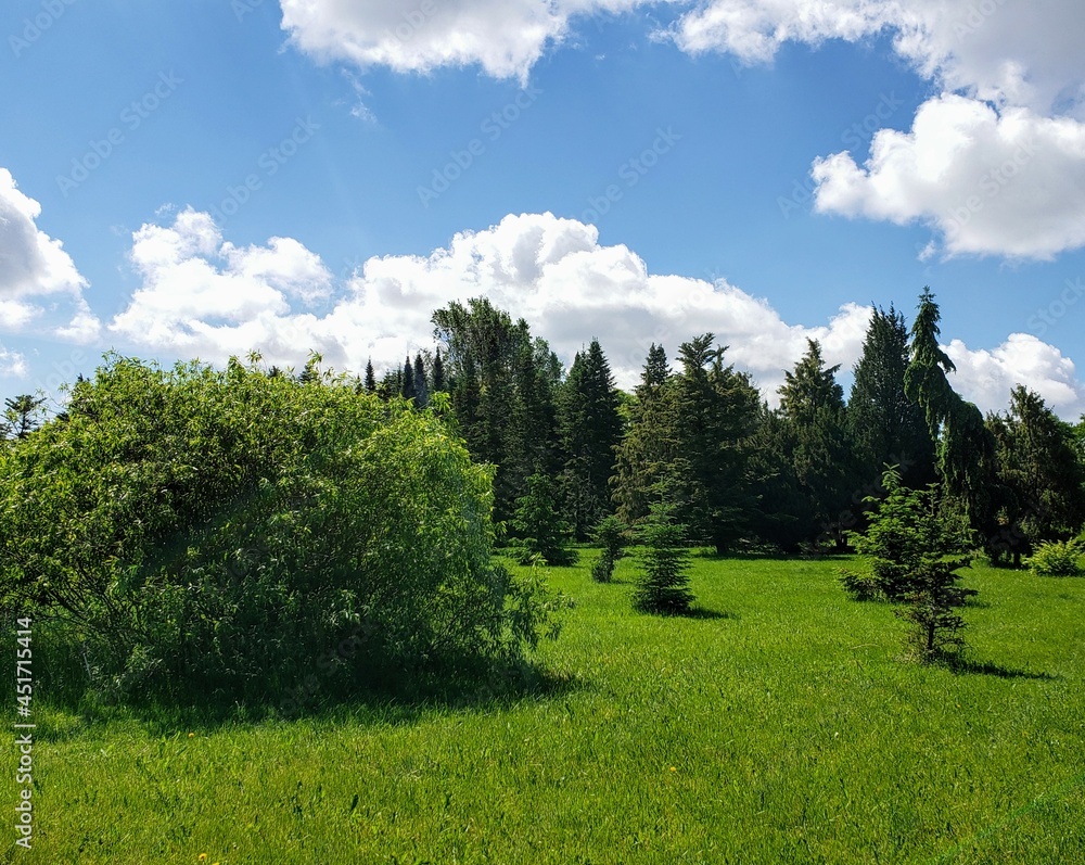 meadow and trees
