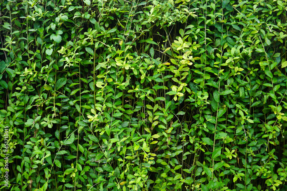 Background of the wall of green plants. Good for nature concept Background of the wall of green plants. Good for nature concept
