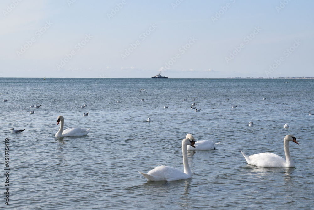 Swans on the Black Sea, pebble beach. Anapa resort town, summer.