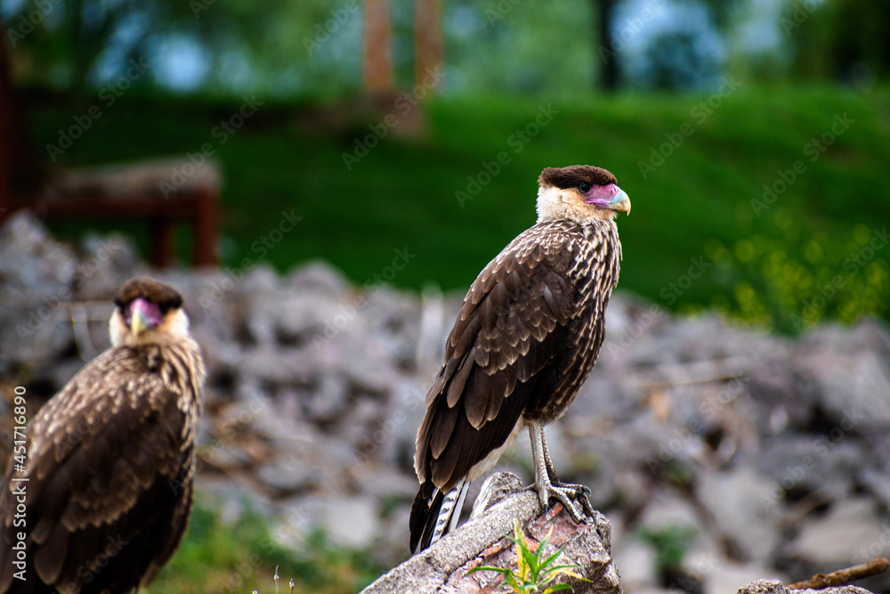 Fototapeta premium red tailed hawk