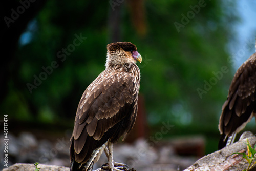 red tailed hawk