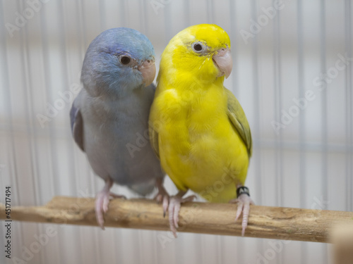 Two forpus parrotlet bird pastel cobalt and pastel dark green stay together on branch in cage. Selective focus