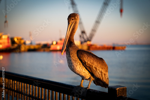 Obraz na plátně Pelican at Sunset