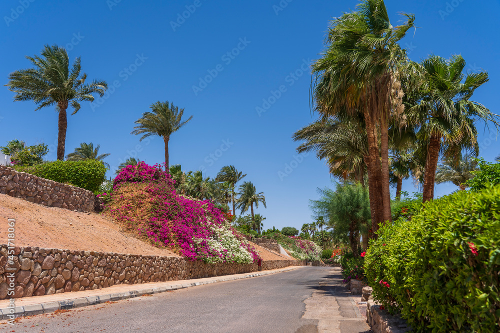 Empty road with colorful flowers on the street of Egypt in Sharm El Sheikh Empty road with colorful flowers on the street of Egypt in Sharm El Sheikh