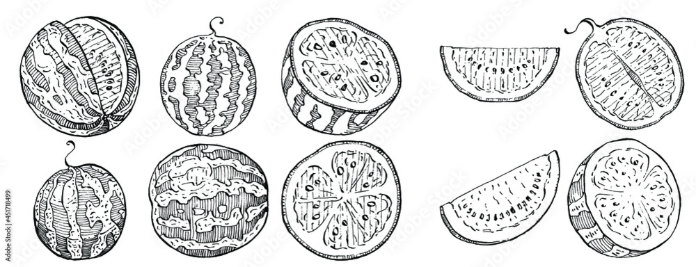 Watermelon sketch vector drawing. Isolated hand drawn berry on white background. Summer berry engraved style illustration. Decoration for food packaging. Watermelon sketch vector drawing. Isolated hand drawn berry on white background. Summer berry engraved style illustration. Decoration for food packaging.