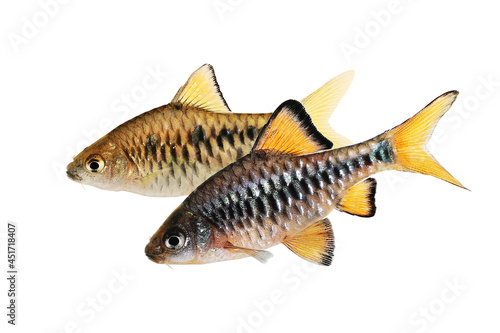 Checker barb Aquarium fish Oliotius oligolepis 
