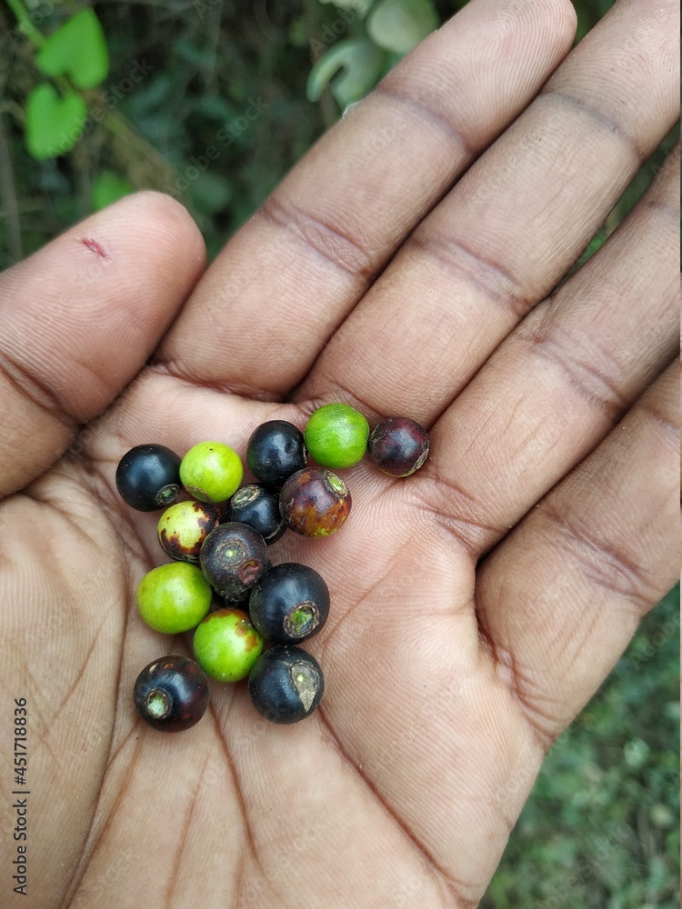 green and black fruits seeds in hand leaves and plants green and black fruits seeds in hand leaves and plants