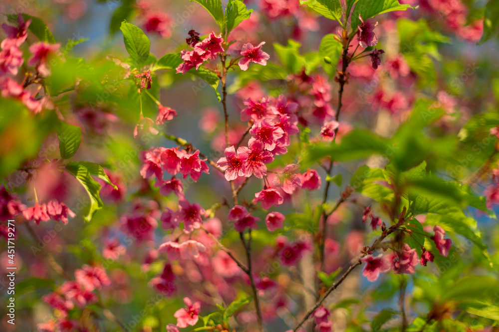 Red flowers in the garden. Red flowers in the garden.