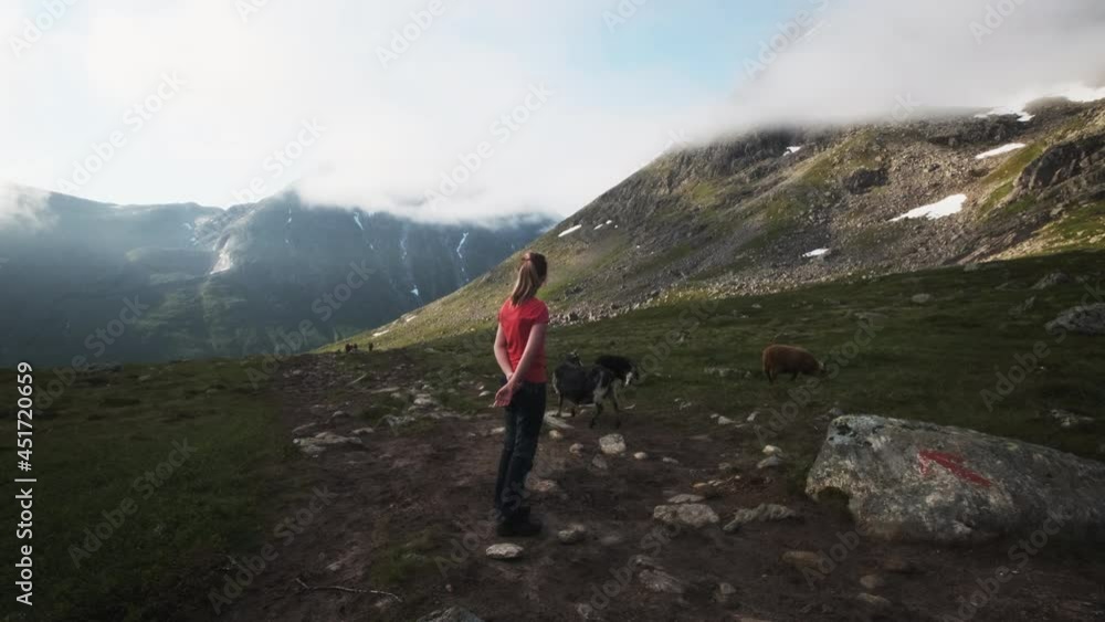 A young girl enjoying a beautiful view surrounded by goats and mountains. A young girl enjoying a beautiful view surrounded by goats and mountains.