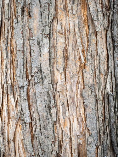 The texture of the bark of an old apple tree