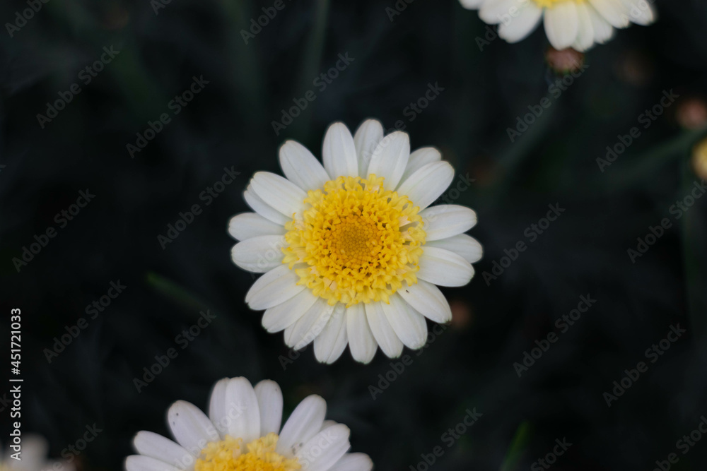 Bellis perennis, the daisy. Beautiful flowers