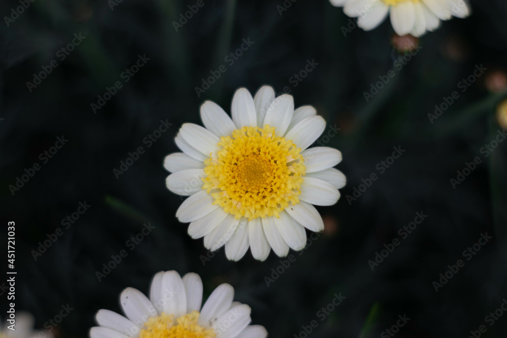 Bellis perennis, the daisy. Beautiful flowers Bellis perennis, the daisy. Beautiful flowers