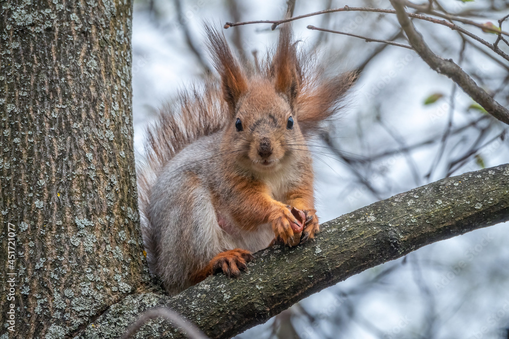 Fototapeta premium The squirrel with nut sits on a branches in the spring or summer.
