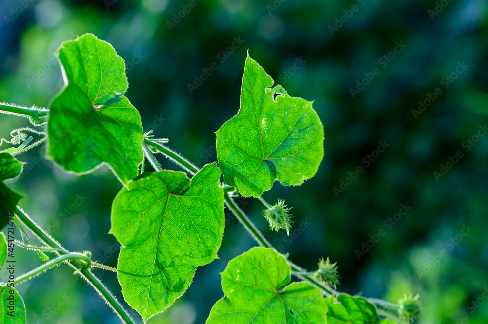 Obraz premium green leaves of a tree
