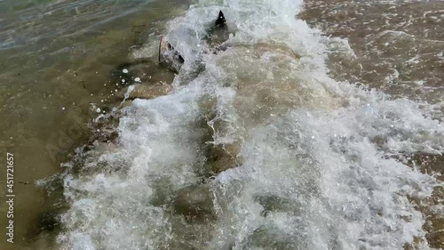 Wallpaper Mural Onshore flapping Cownose Ray Rhinoptera bonasus brown, kite-shaped ray with a long, whip-like tail. It is a highly migratory species along the Atlantic Coast Torontodigital.ca