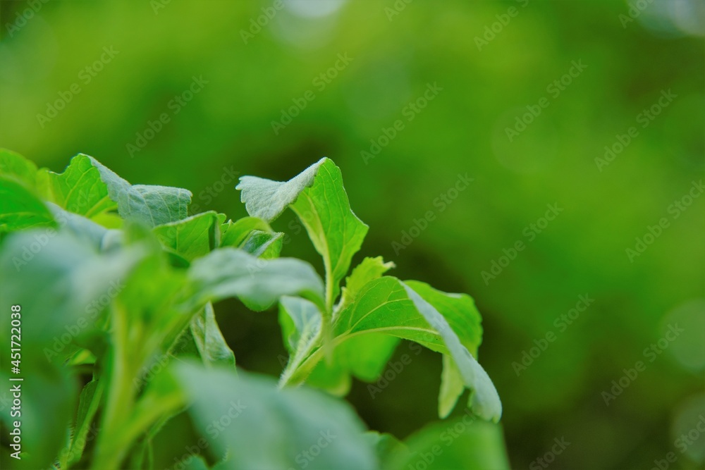 Stevia rebaudiana on blurred background.stevia plant.Alternative Low Calorie Vegetable Sweetener. sweet leaf sugar substitute. High quality photo Stevia rebaudiana on blurred background.stevia plant.Alternative Low Calorie Vegetable Sweetener. sweet leaf sugar substitute. High quality photo