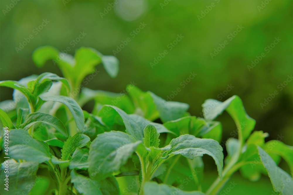 Stevia rebaudiana on blurred green background.stevia plant. Vegetable Sweetener. sweet leaf sugar substitute. High quality photo Stevia rebaudiana on blurred green background.stevia plant. Vegetable Sweetener. sweet leaf sugar substitute. High quality photo