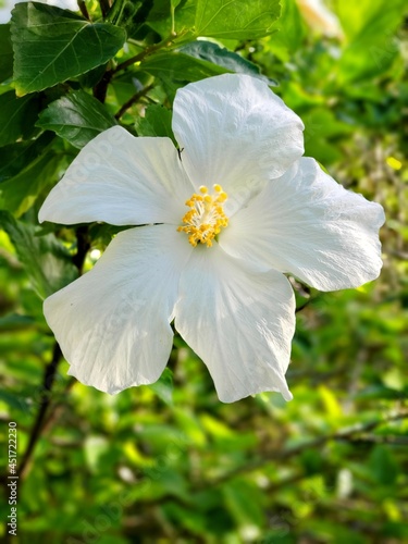 white flower