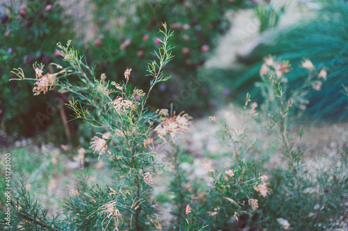 native Australian grevillea semper florens plant with yellow pink flowers shot at shallow depth of field