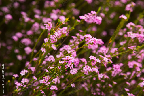 confetti bush little pink flowers coleonema pulchellum outdoors