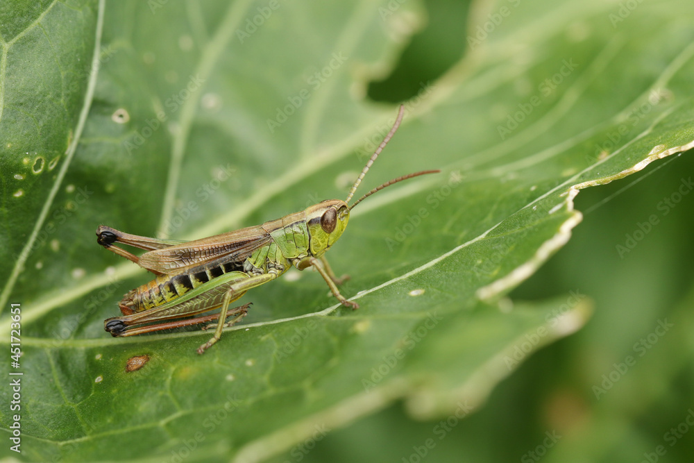 Fototapeta premium A Meadow Grasshoppers, Chorthippus parallelus, perching on a leaf in a meadow.