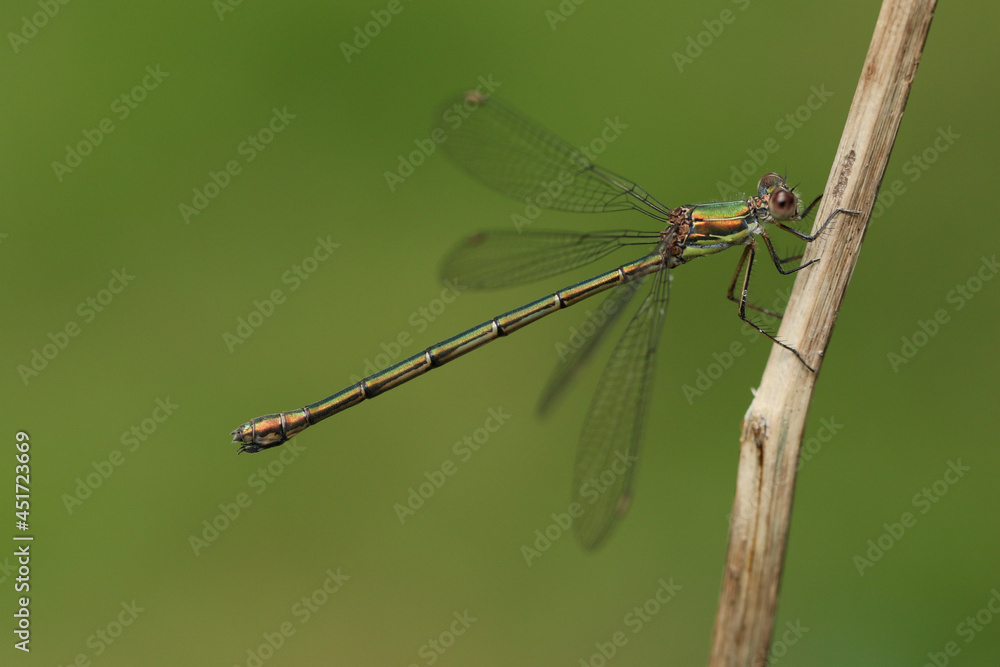 A female Willow Emerald Damselfly, Chalcolestes viridis, perching on a plant stem. A female Willow Emerald Damselfly, Chalcolestes viridis, perching on a plant stem.