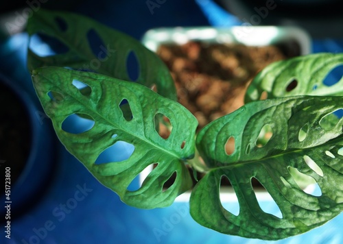 blue and green