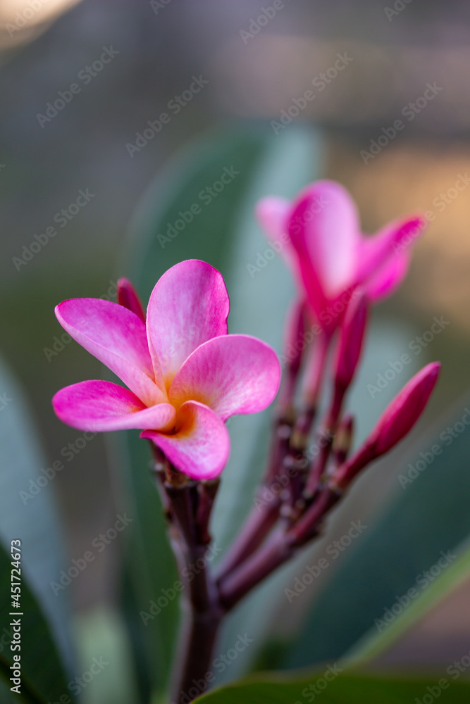 Close-up abstract texture view of budding rosy pink plumeria (frangipani) flower blossoms, with defocused outdoor background