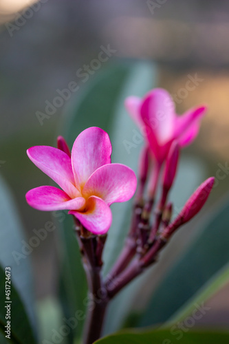 Close-up abstract texture view of budding rosy pink plumeria (frangipani) flower blossoms, with defocused outdoor background