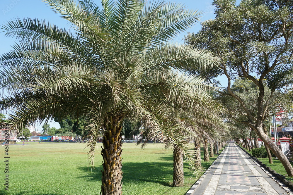 Obraz premium Dwarf date palm on nature