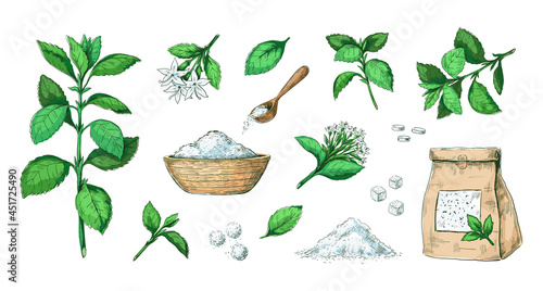 Hand drawn stevia. Healthy sugar alternative plant. Natural leaves extract. Sweet pills and dried stems. Diet product engraving collection. Stalks with flowers. Vector sweeteners set