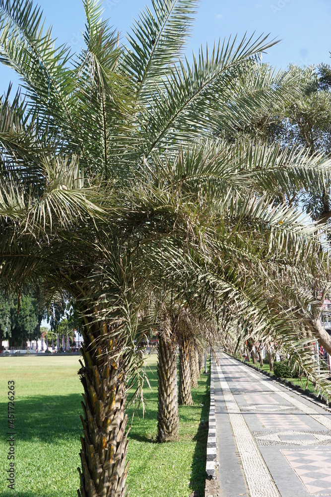 Dwarf date palm on nature